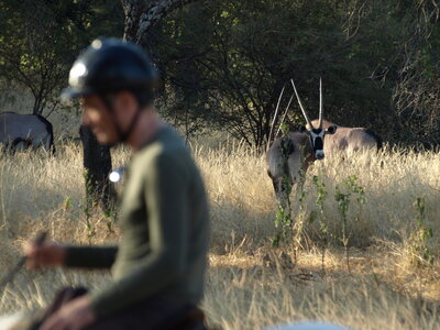Maun_Cheval, P5053218