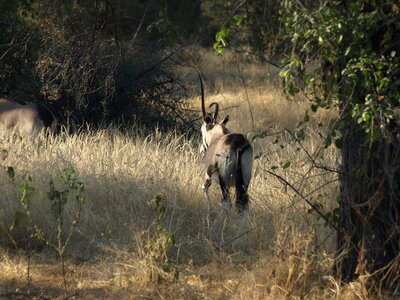 Maun_Cheval, P5053219