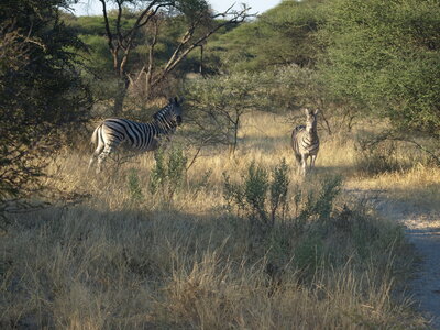 Maun_Cheval, P5063221