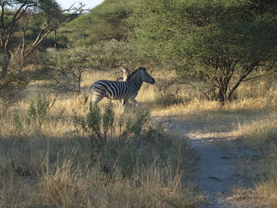 Maun_Cheval, P5063222