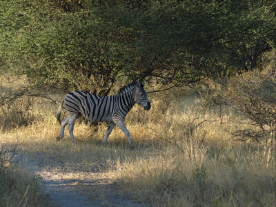 Maun_Cheval, P5063223