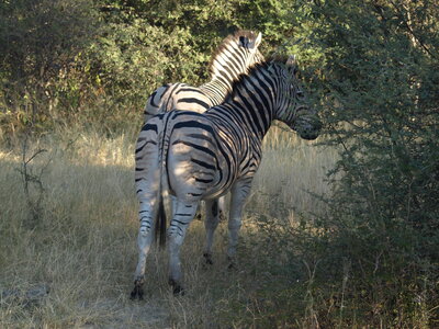 Maun_Cheval, P5063224