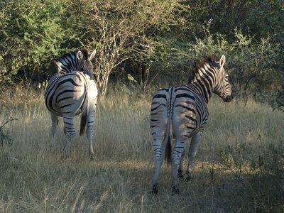 Maun_Cheval, P5063226