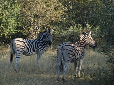 Maun_Cheval, P5063227