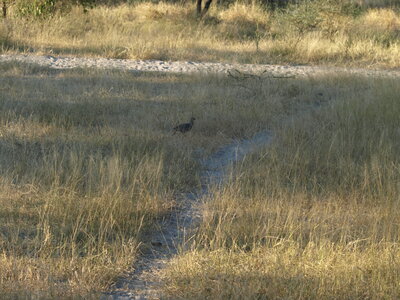 Maun_Cheval, P5063228