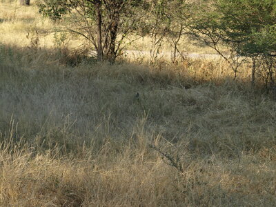 Maun_Cheval, P5063229