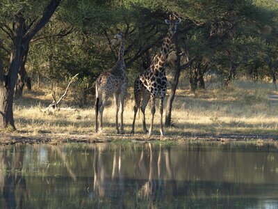 Maun_Cheval, P5063230