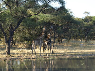 Maun_Cheval, P5063231