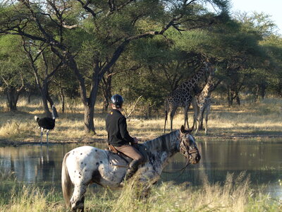 Maun_Cheval, P5063238
