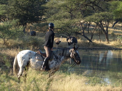 Maun_Cheval, P5063241