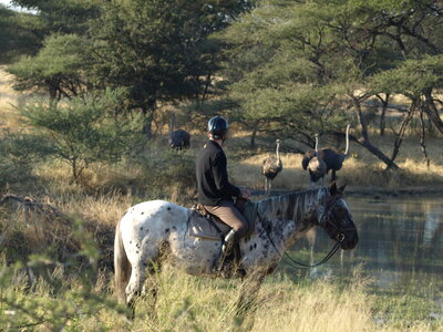Maun_Cheval, P5063242