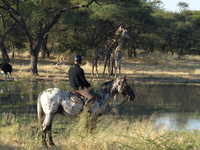 Maun_Cheval, P5063243