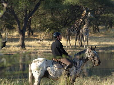Maun_Cheval, P5063244