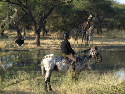 Maun_Cheval, P5063245