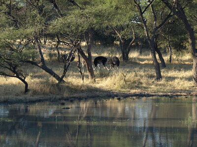 Maun_Cheval, P5063246