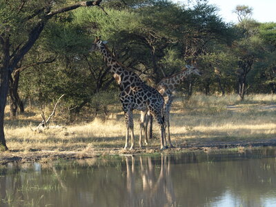 Maun_Cheval, P5063250