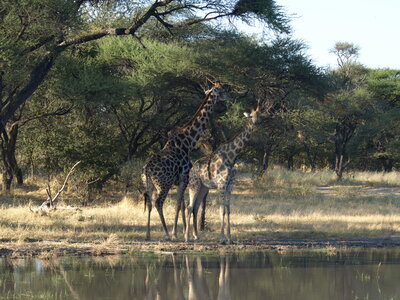 Maun_Cheval, P5063251