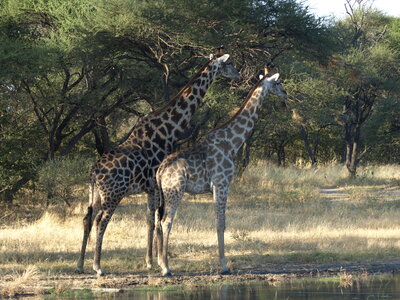 Maun_Cheval, P5063252