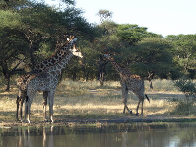 Maun_Cheval, P5063254
