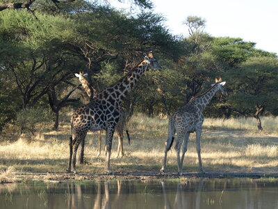 Maun_Cheval, P5063256