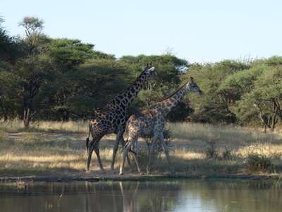 Maun_Cheval, P5063258