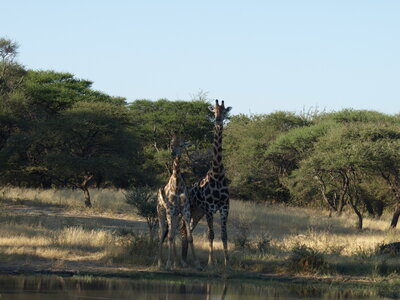 Maun_Cheval, P5063259