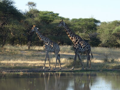 Maun_Cheval, P5063260