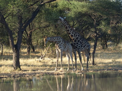 Maun_Cheval, P5063261