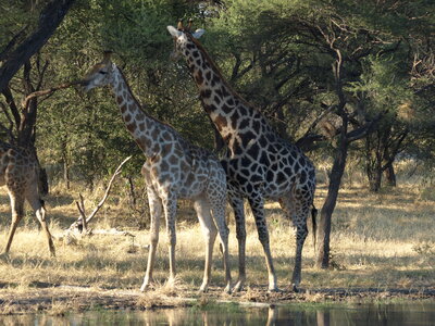 Maun_Cheval, P5063262