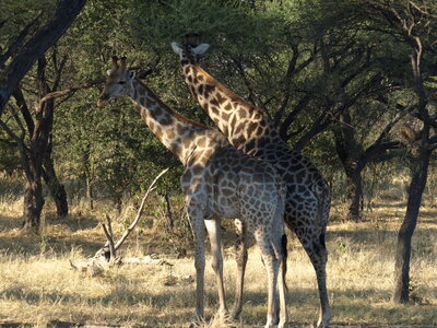 Maun_Cheval, P5063264