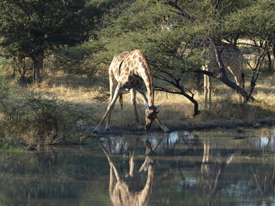 Maun_Cheval, P5063265