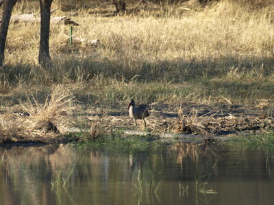 Maun_Cheval, P5063267