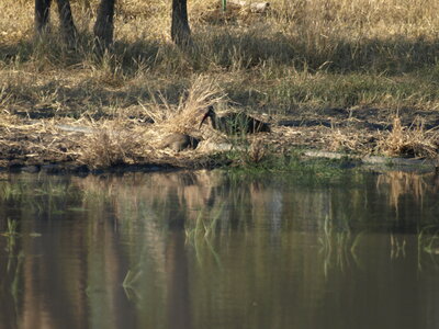 Maun_Cheval, P5063268