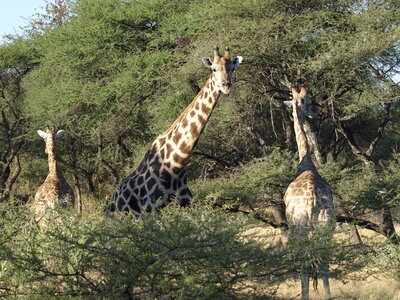 Maun_Cheval, P5063271