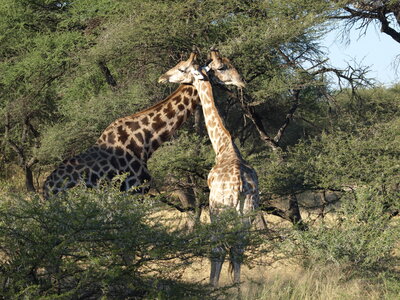 Maun_Cheval, P5063273