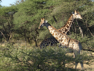 Maun_Cheval, P5063274