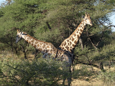 Maun_Cheval, P5063275