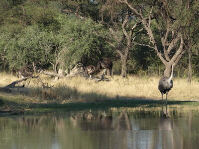 Maun_Cheval, P5063280