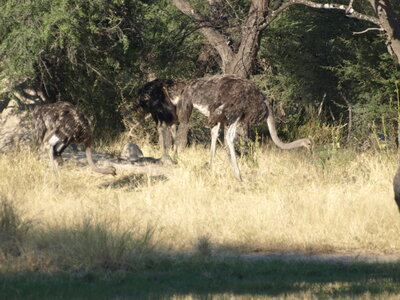 Maun_Cheval, P5063282