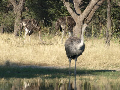 Maun_Cheval, P5063283