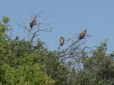 Maun_Cheval, P5063288