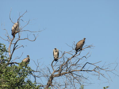 Maun_Cheval, P5063289
