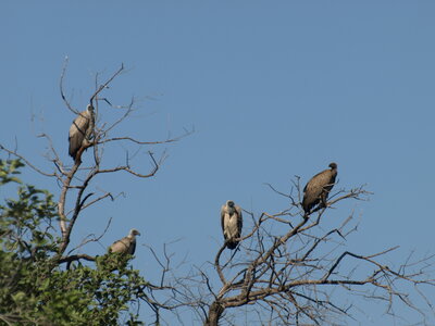 Maun_Cheval, P5063290
