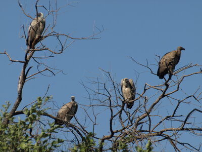 Maun_Cheval, P5063291
