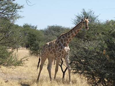 Maun_Cheval, P5063313