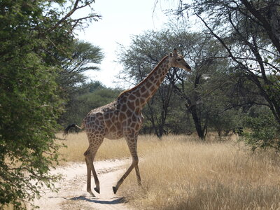 Maun_Cheval, P5063314