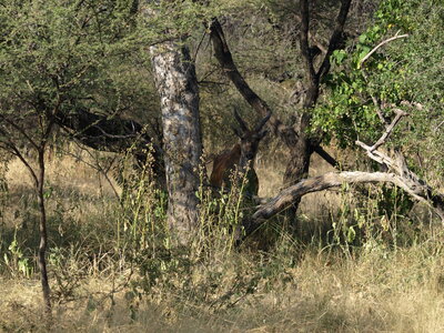 Maun_Cheval, P5063324