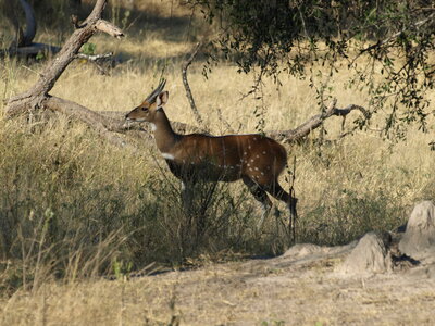 Maun_Cheval, P5063326