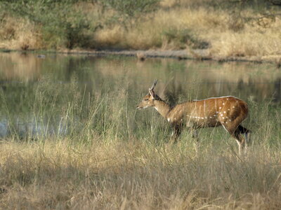 Maun_Cheval, P5063328