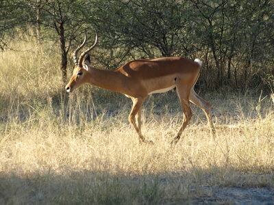 Maun_Cheval, P5063331